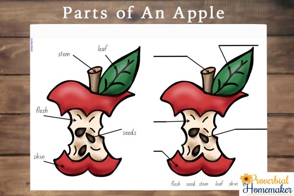Apple Life Cycle Printables Proverbial Homemaker