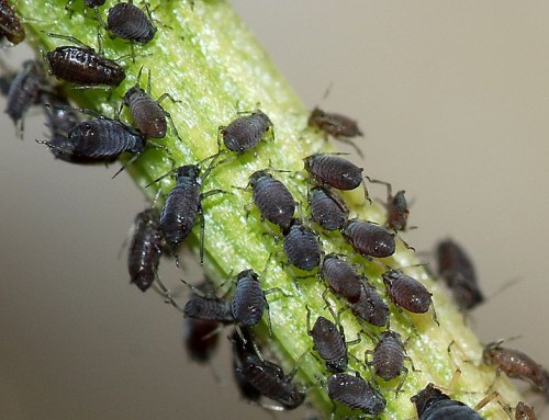 Common Garden Pests