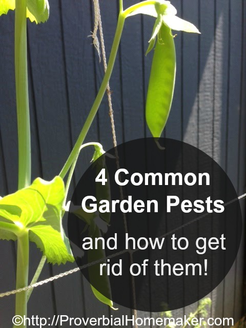 Common Garden Pests