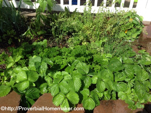 Front Yard Gardening