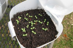 Seedlings for winter sowing