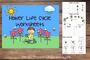 Flower Life Cycle Worksheets
