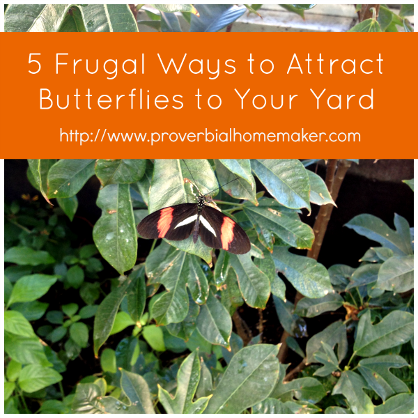5 Frugal Ways to Attract Butterflies to Your Yard