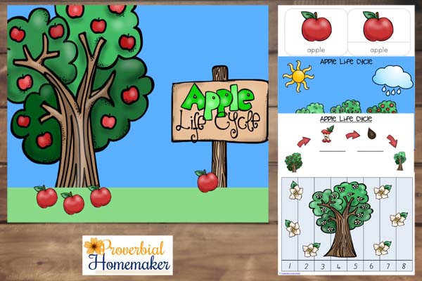 Apple Life Cycle 1