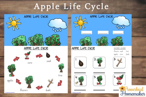 It's apple time! Apples are one of our favourite fruits, the smell of freshly picked apples is fabulous. To celebrate, I have made this Apple Life Cycle printable pack. With over 30 pages, this printable pack includes activities aimed for toddlers, preschoolers and kindergarteners.