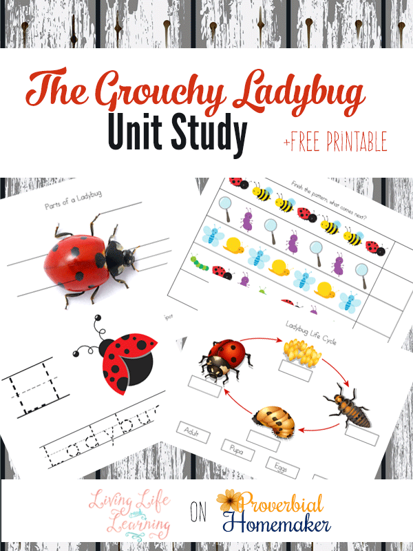 grouchy-ladybug-2-2