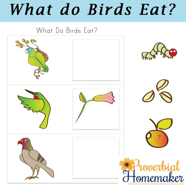 She likes birds. Birds Worksheets for Kids. Birds tasks for Kids. Bird eat. What can a Bird do?.