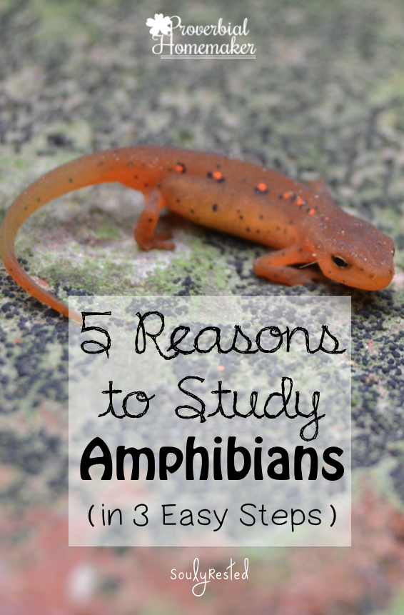 5 Reasons to Study Amphibians - Proverbial Homemaker