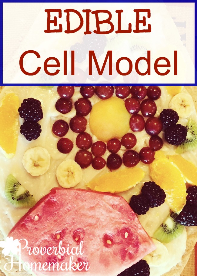 Create a fun edible cell model using fruit pizza? A great hands-on way to study cell biology with the kids. 