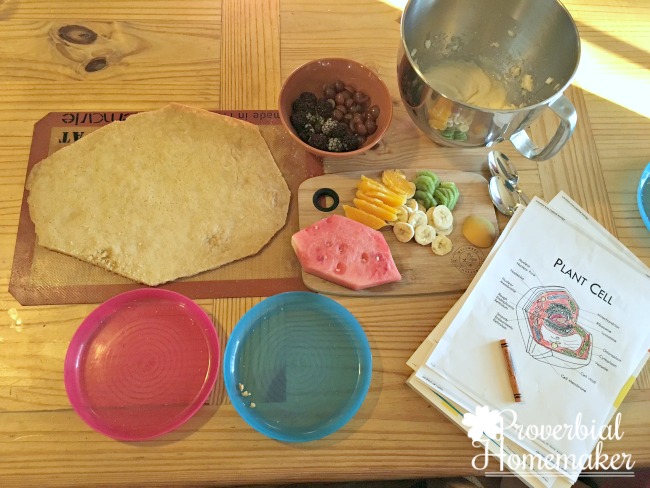 Edible Cell Model - getting set up with cut up fruit, diagrams, and sugar cookie crust for fruit pizza