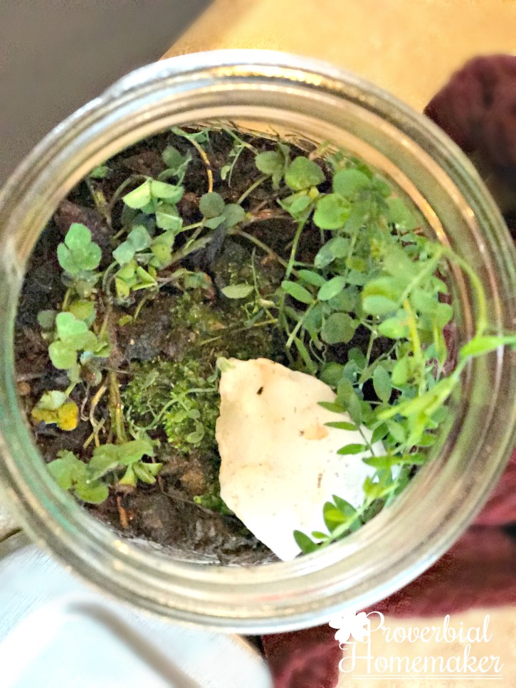 DIY Terrarium - arranging plants and rocks in a simple terrarium project