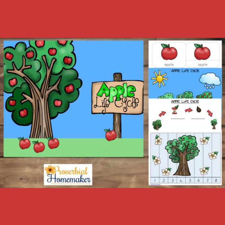 It's apple time! Apples are one of our favourite fruits, the smell of freshly picked apples is fabulous. To celebrate, I have made this Apple Life Cycle printable pack. With over 30 pages, this printable pack includes activities aimed for toddlers, preschoolers and kindergarteners.