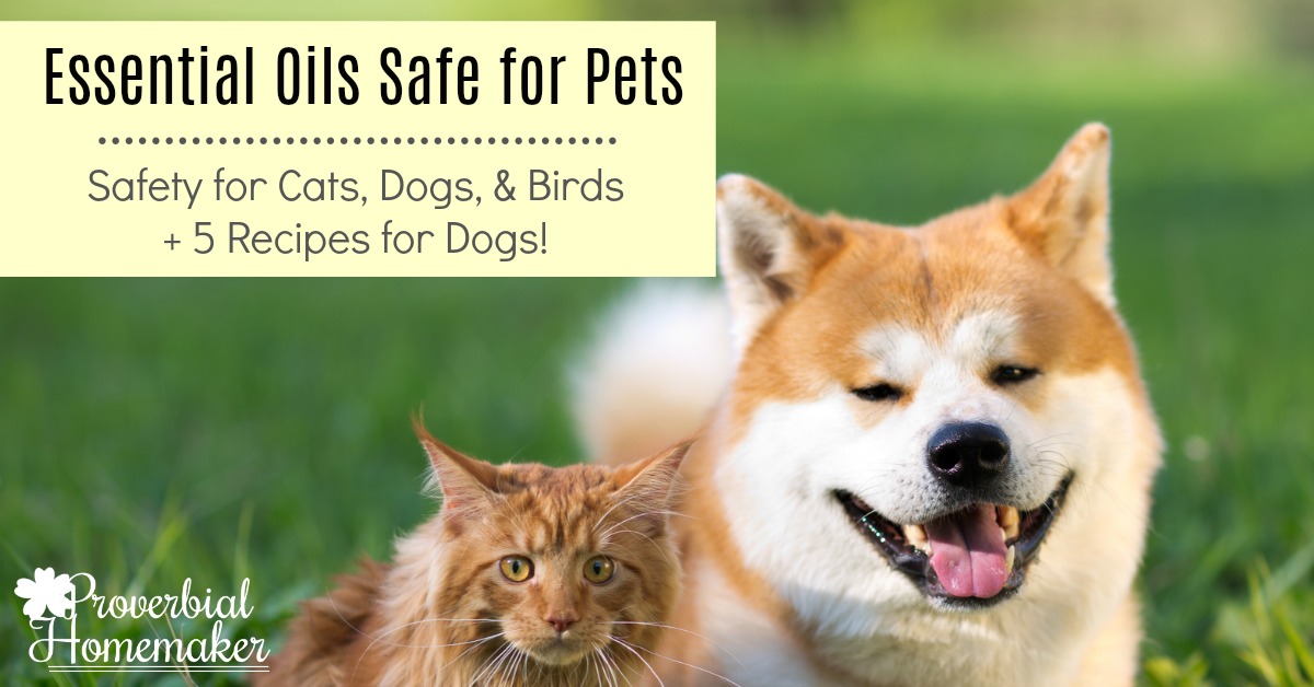 Wondering about essential oils safe for pets? Find out what you can and can't use for dogs, cats, and birds, and get 5 bonus recipes to use with dogs!