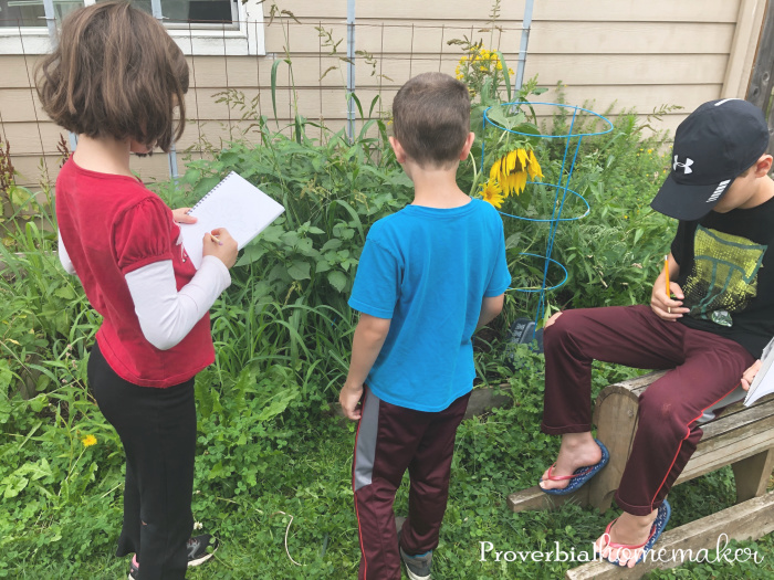 Try this fun and easy sunflower nature study in your homeschool! Plus some tips for simple nature study and nature journaling.