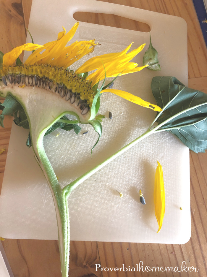 Try this fun and easy sunflower nature study in your homeschool! Plus some tips for simple nature study and nature journaling.