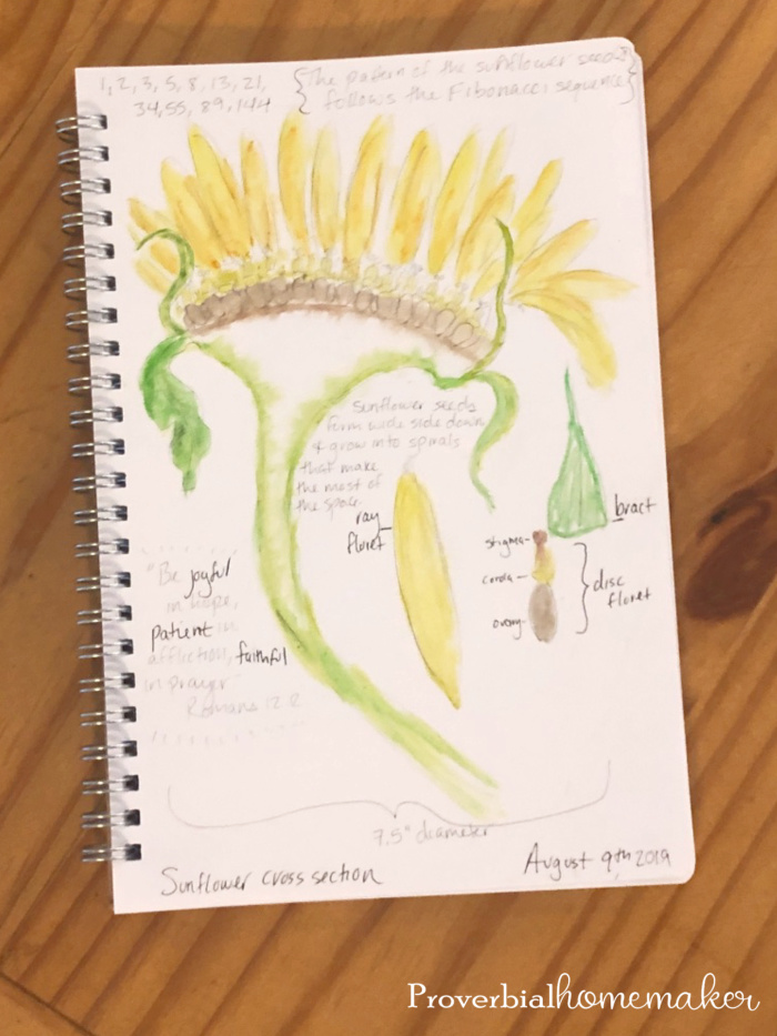 A simple and fun sunflower nature study and nature journal entry. 