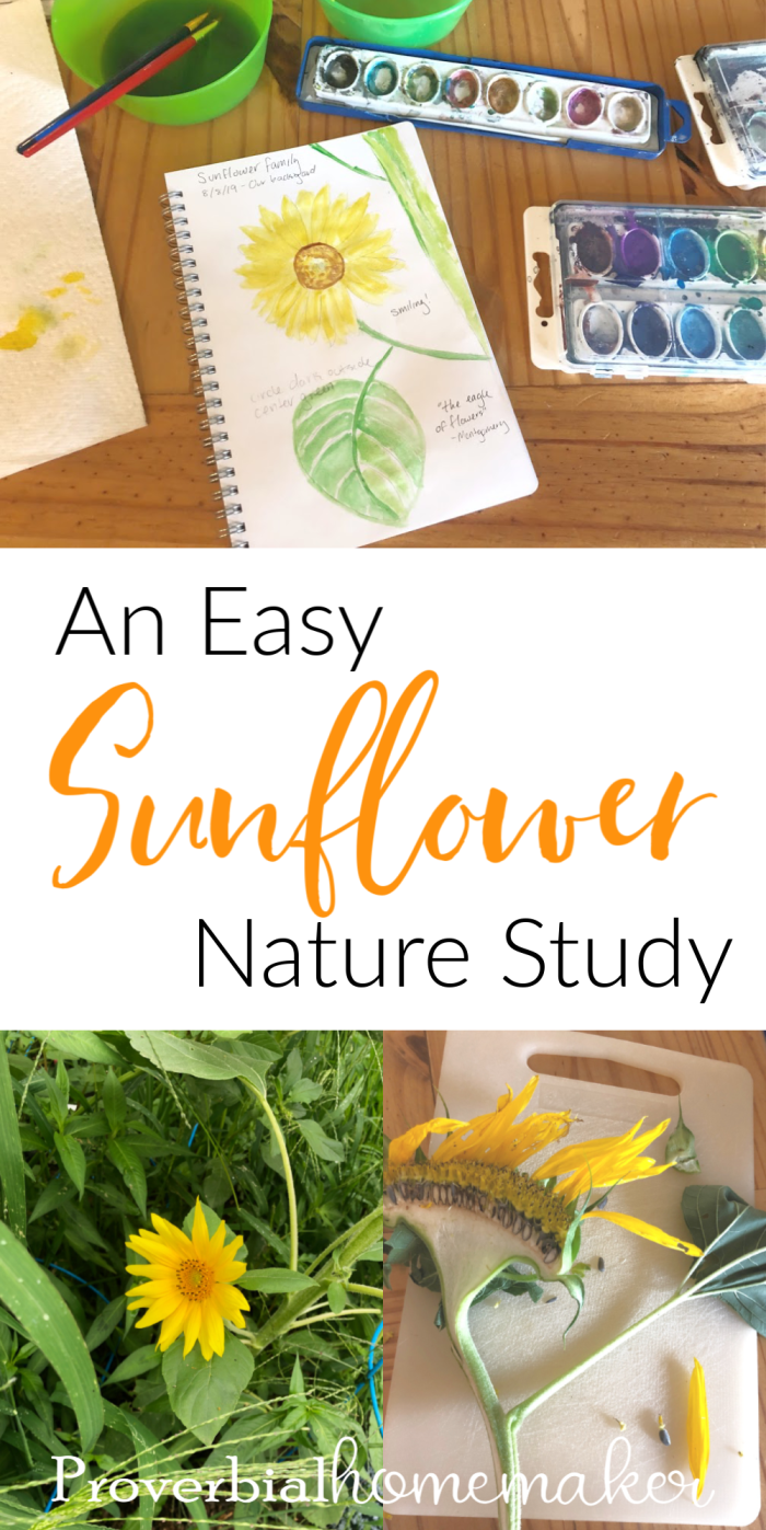 Try this fun and easy sunflower nature study in your homeschool! Plus some tips for simple nature study and nature journaling. 