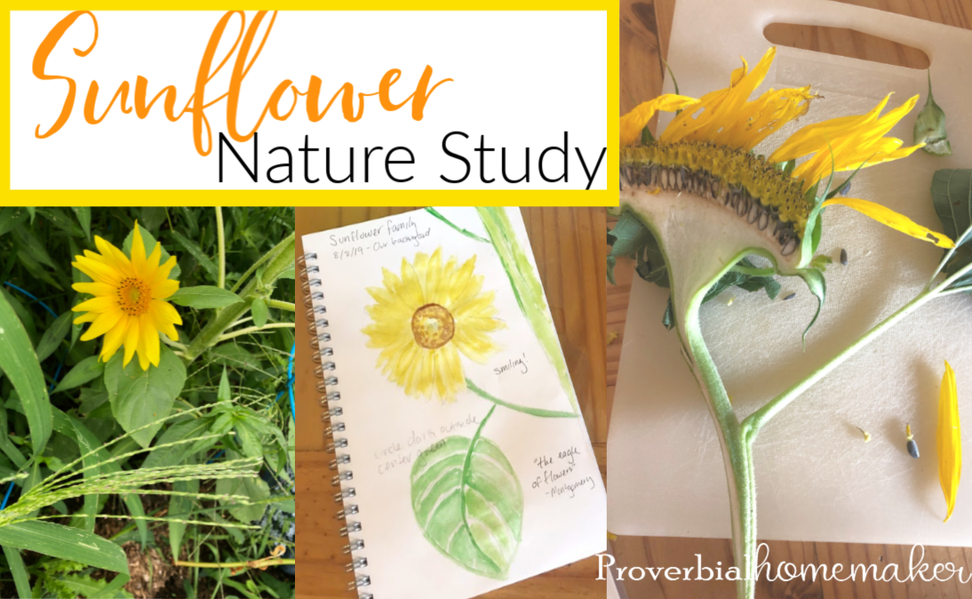 Try this fun and easy sunflower nature study in your homeschool! Plus some tips for simple nature study and nature journaling.