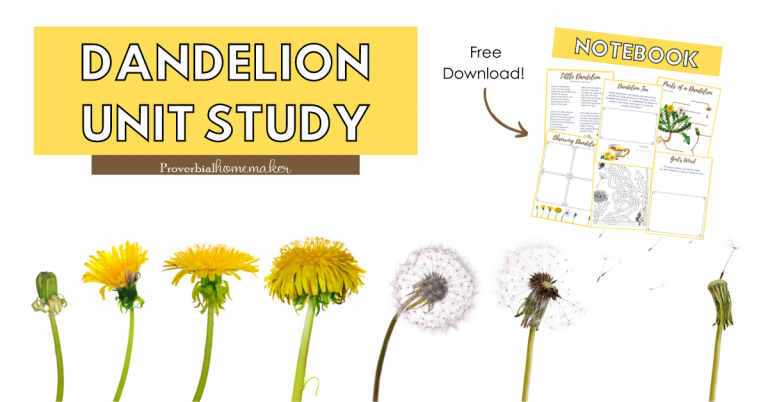 Dandelion unit study with printable notebook