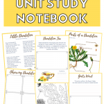 Dandelion unit study with printable notebook