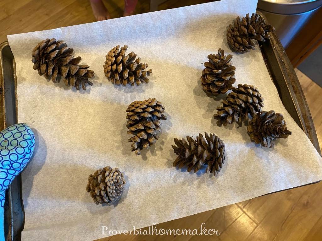 Drying soaked pinecones in the oven - DIY scented pinecones activity for kids