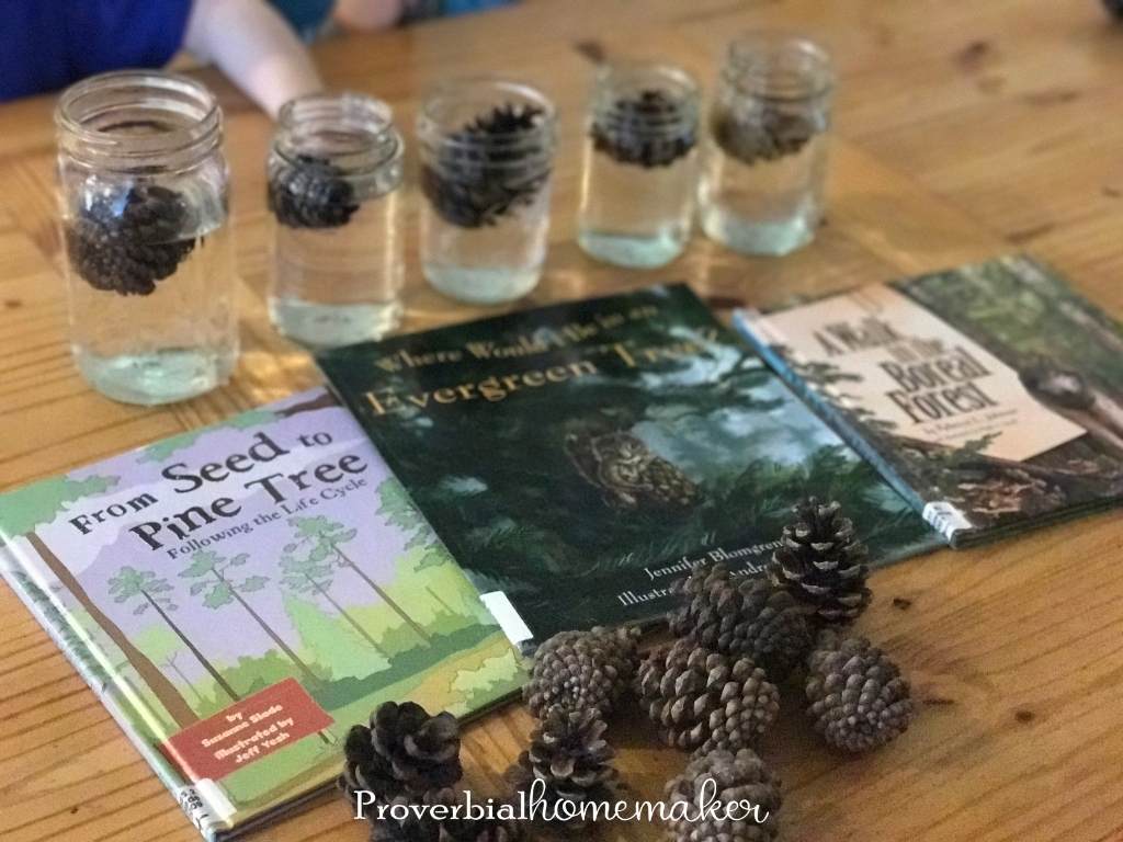 pinecones soaked in water experiment and books about trees and pinecones - great for DIY scented pinecones activity