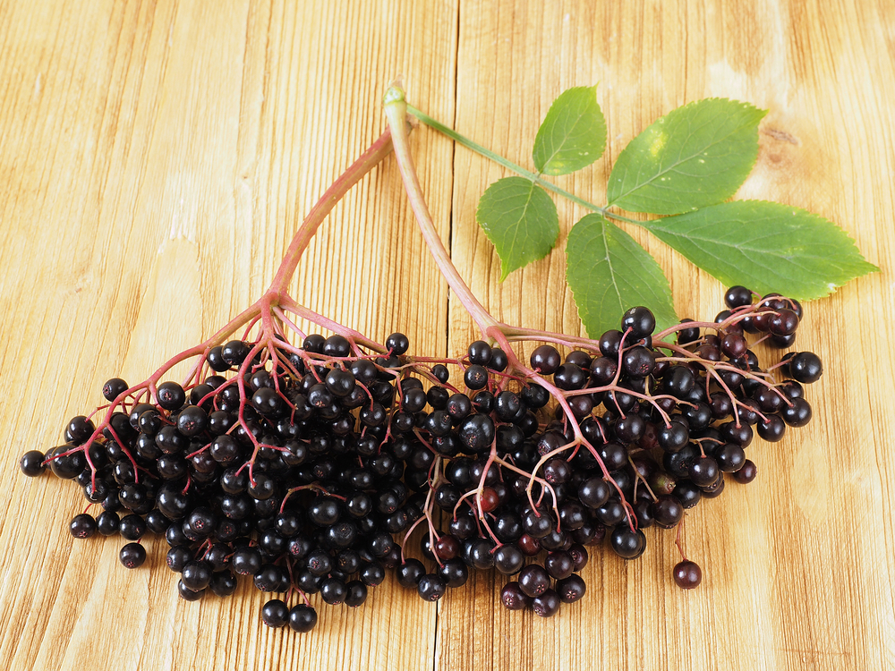 Keep your family healthy with these top uses and benefits of elderberry syrup!
